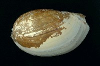 藏品(椰子渦螺)的圖片